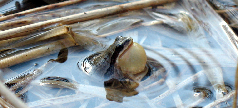a western chorus frog trilling in the water
